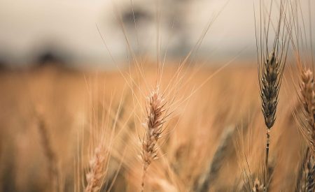 barley-blur-bread-2800553