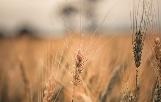 barley-blur-bread-2800553